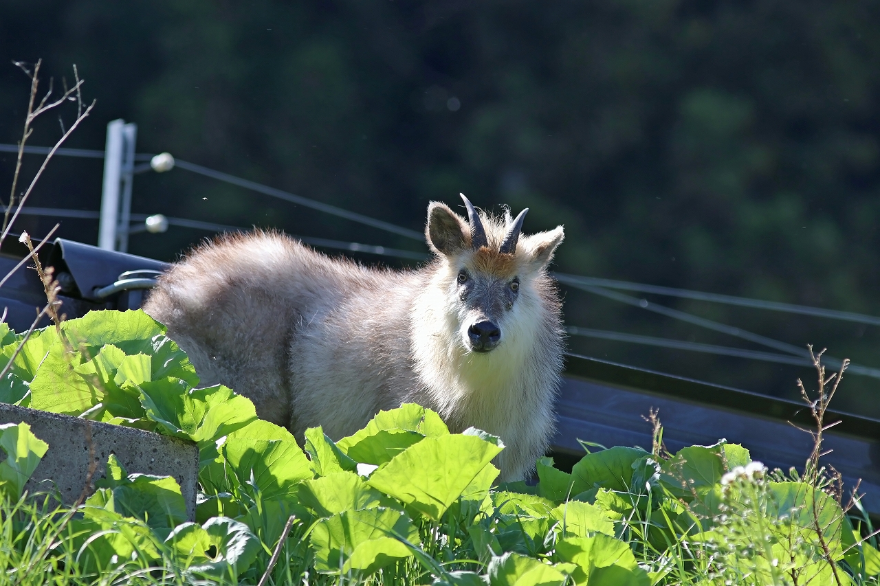 nihonkamosika085m.jpg