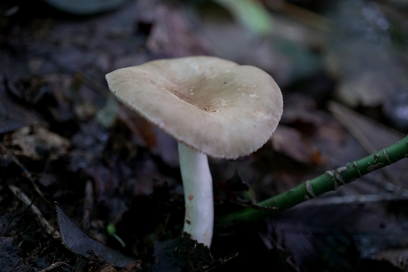 haiirokaratititake110m.jpg