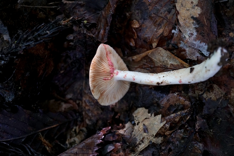 haiirokaratititake116m.jpg