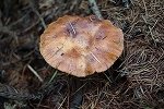 karamatutititake387_s.jpg