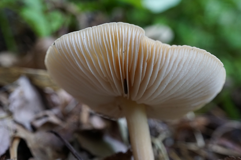 tirimentititake329.jpg