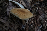 tirimentititake333_s.jpg