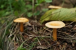 tititake480_s.jpg