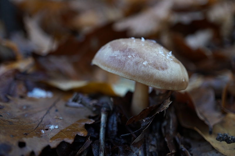 enokitake005.jpg