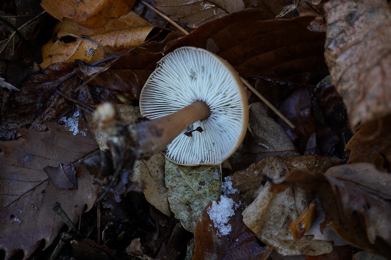 enokitake007.jpg