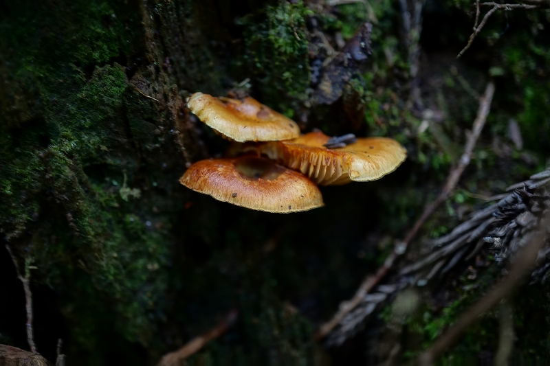 enokitake032.jpg