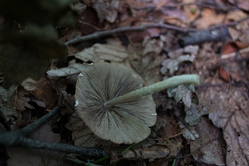 itatitake184.jpg