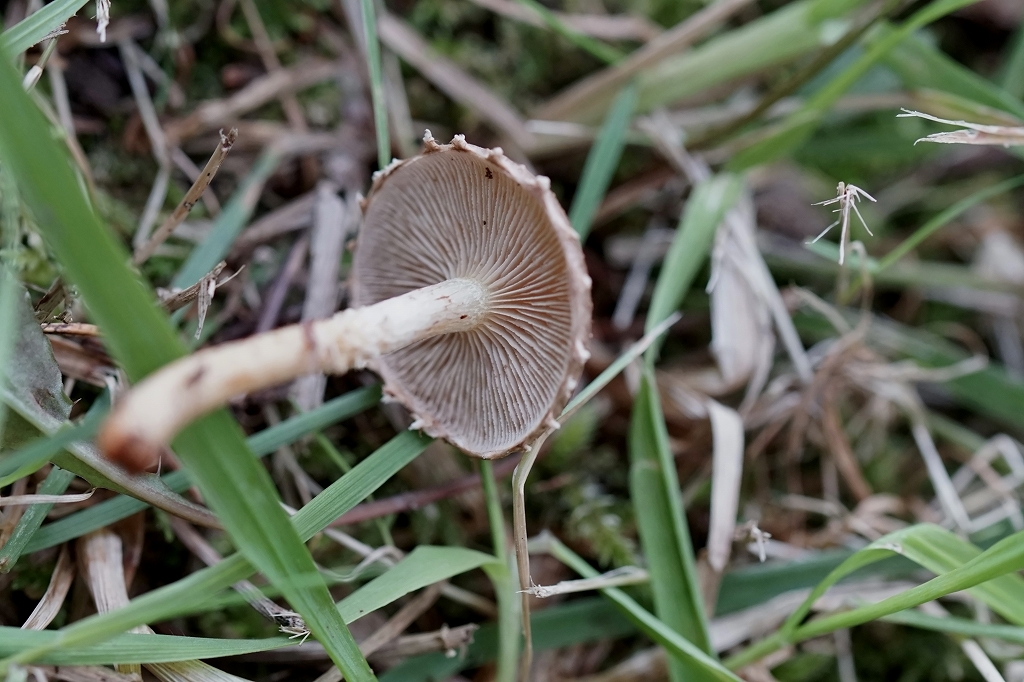 itatitake300m.jpg