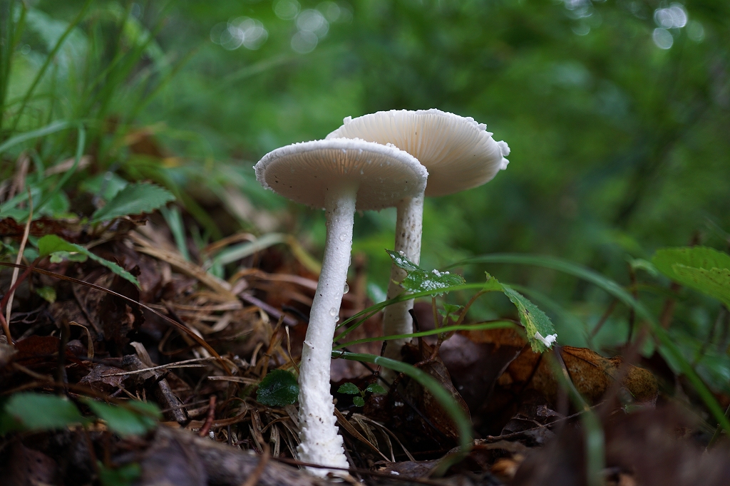 kosiroonitake009.jpg