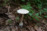 kosiroonitake269_s.jpg