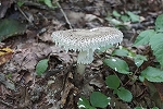 siroonitake038m_s.jpg