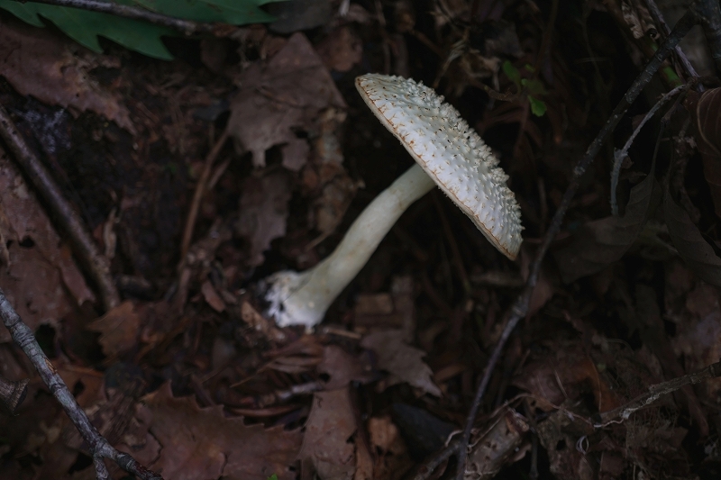 tunosiroonitake046m.jpg