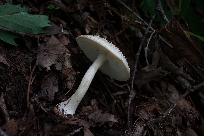 tunosiroonitake049.jpg