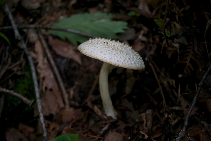 tunosiroonitake052m.jpg