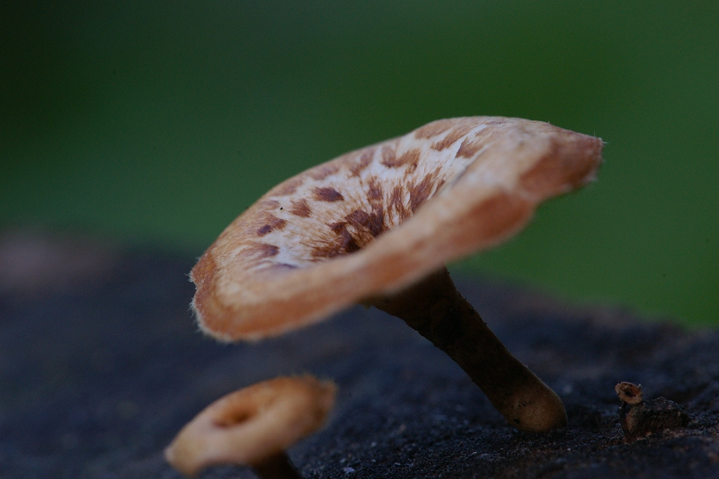 amisugitake009.jpg