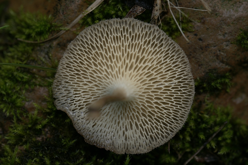 amisugitake098.jpg