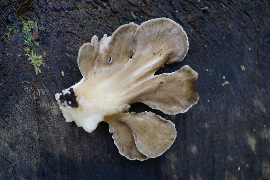 maitake3861.jpg