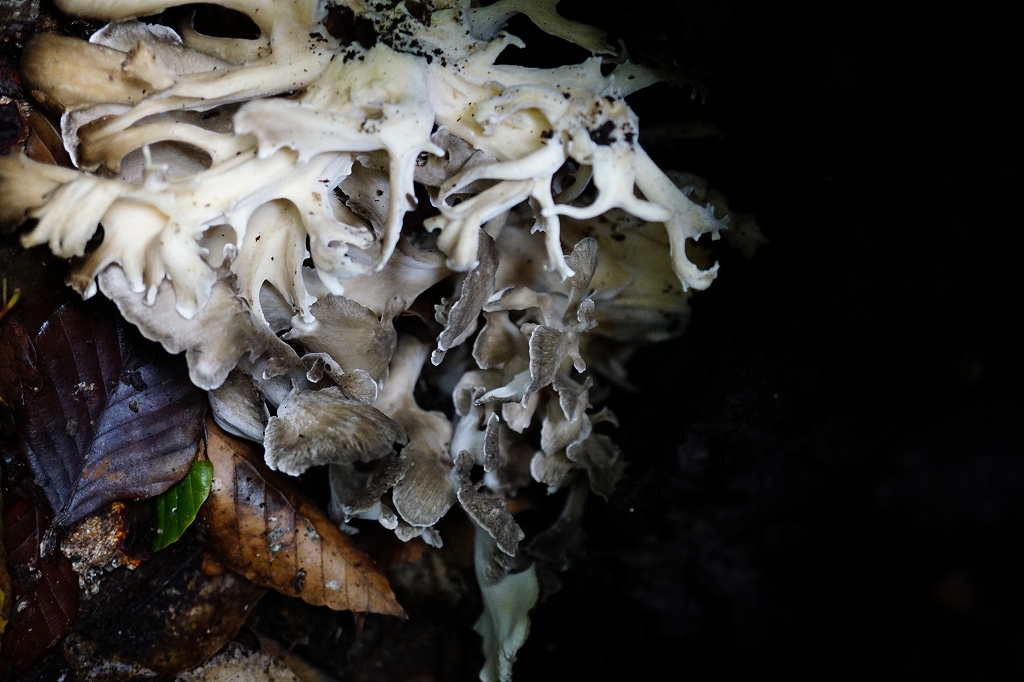 maitake391.jpg