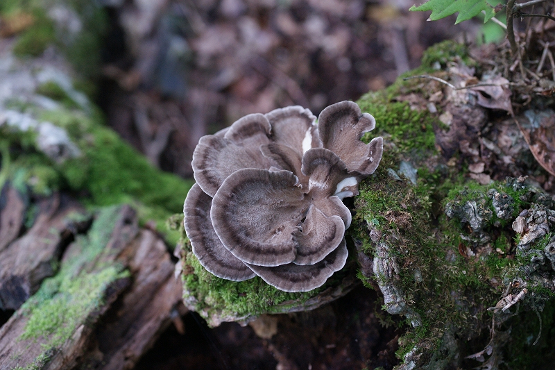 maitake481.jpg