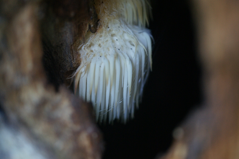 yamabusitake193.jpg