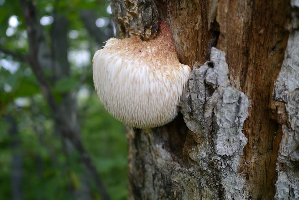 yamabusitake_turumi001.jpg