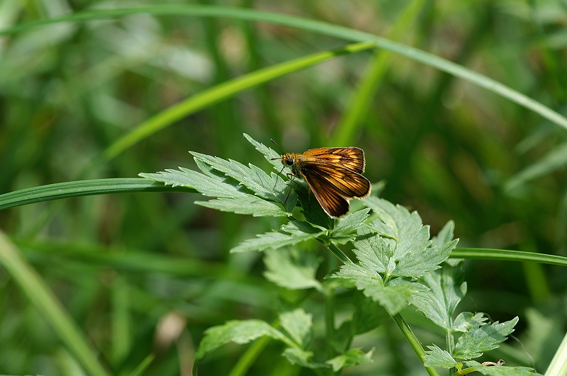 herigurotyabaneseseri011.jpg