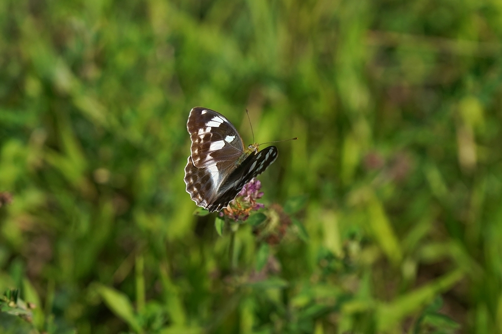 mesugurohyoumon148m.jpg