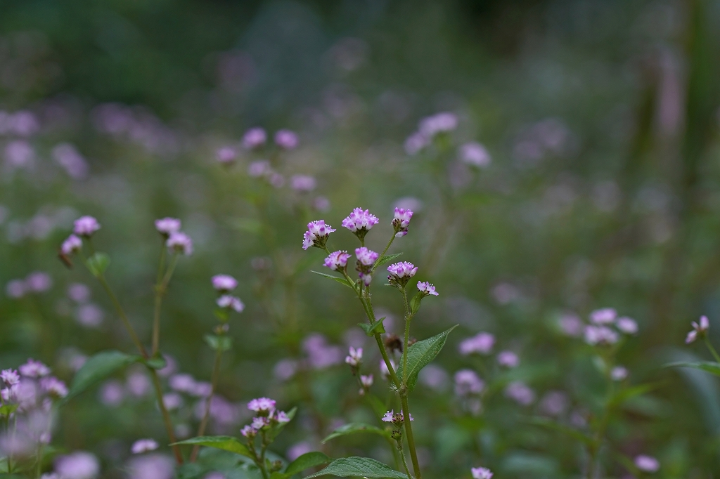 mizosoba695m.jpg