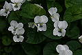 ViolasororiaAlbiflora001_s.jpg