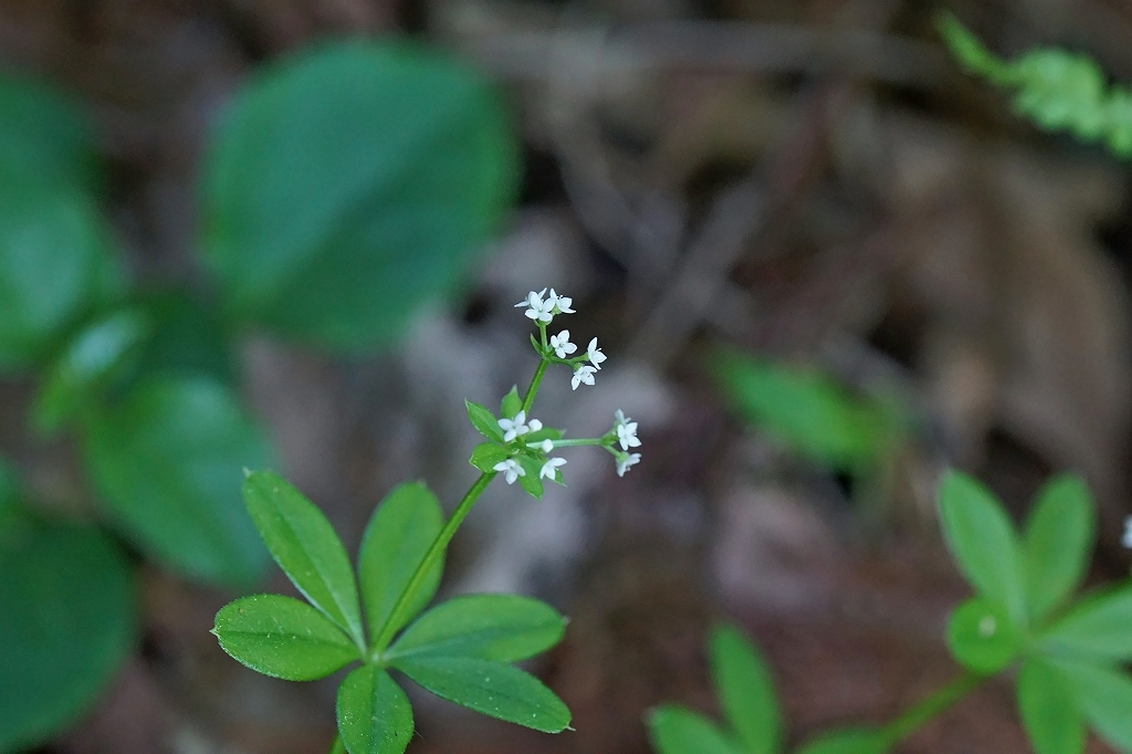 kurumabasou195m.jpg