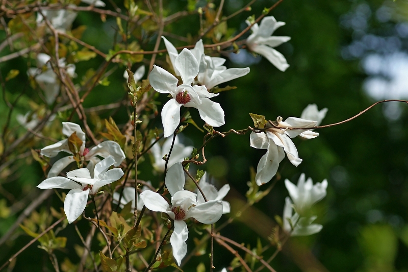 tamusiba353m.jpg