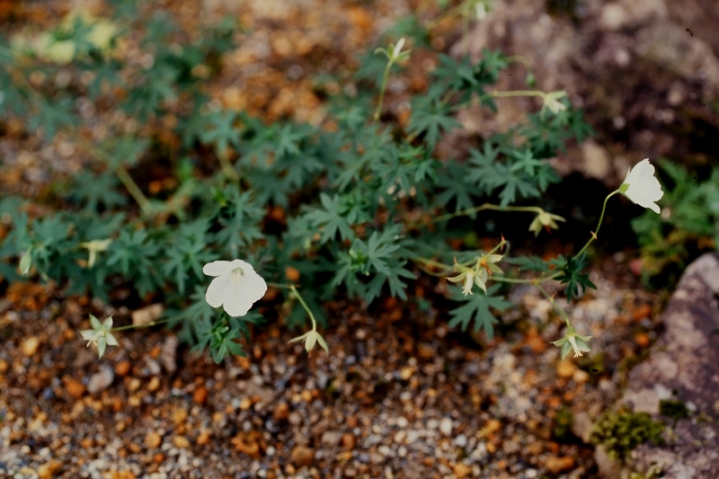 akebonofuuro319m.jpg