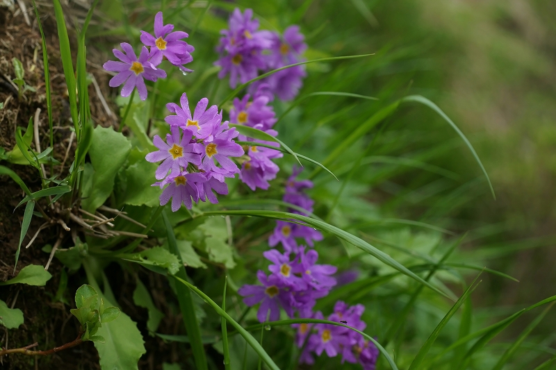 mitinokukozakura302m.jpg