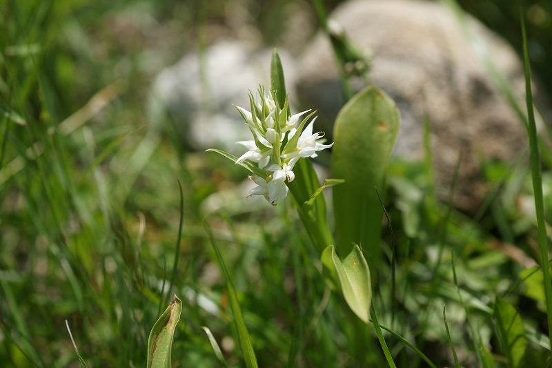 sirobanahakusantidori001.jpg