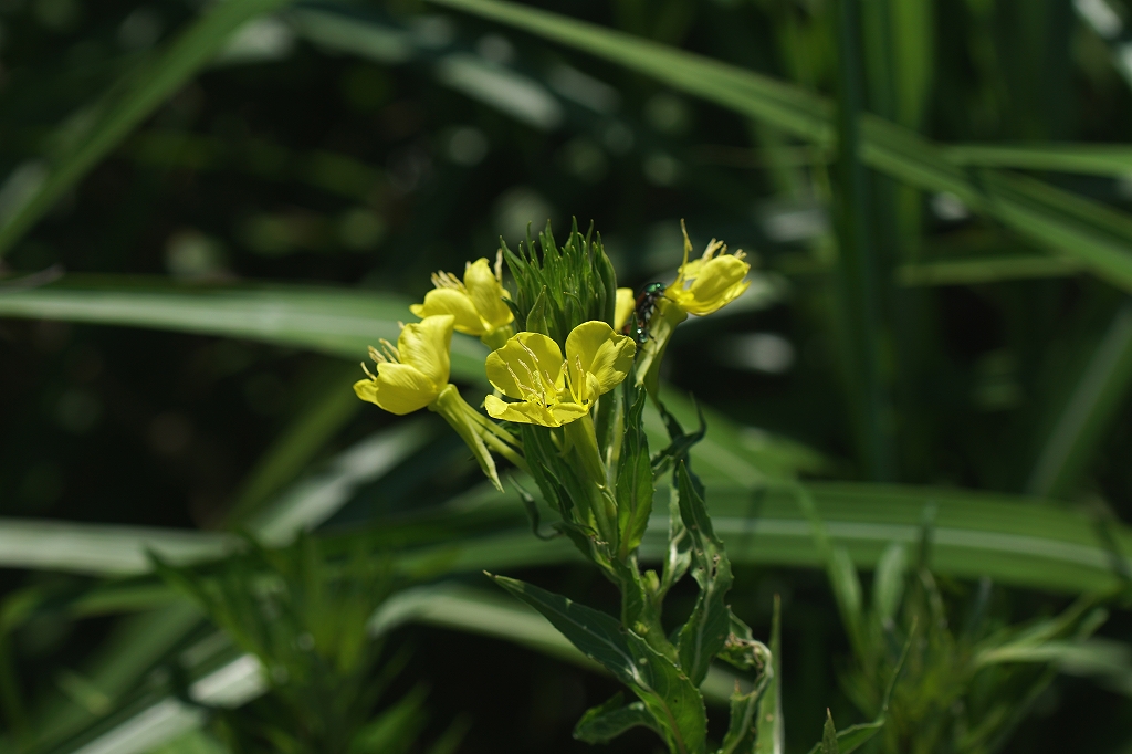 matuyoigusa029m.jpg