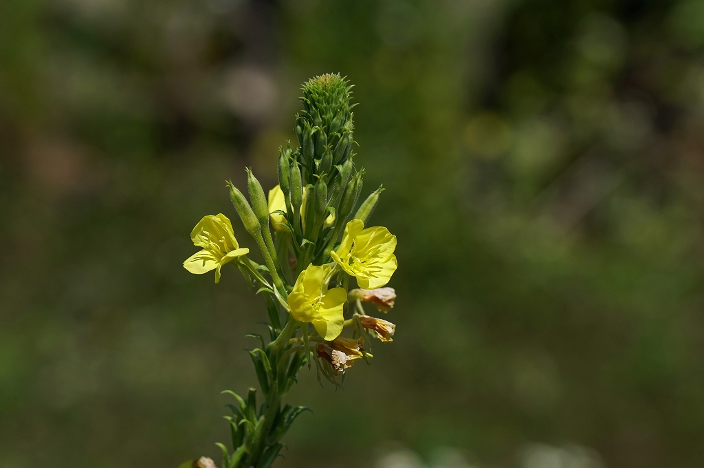 matuyoigusa037m.jpg