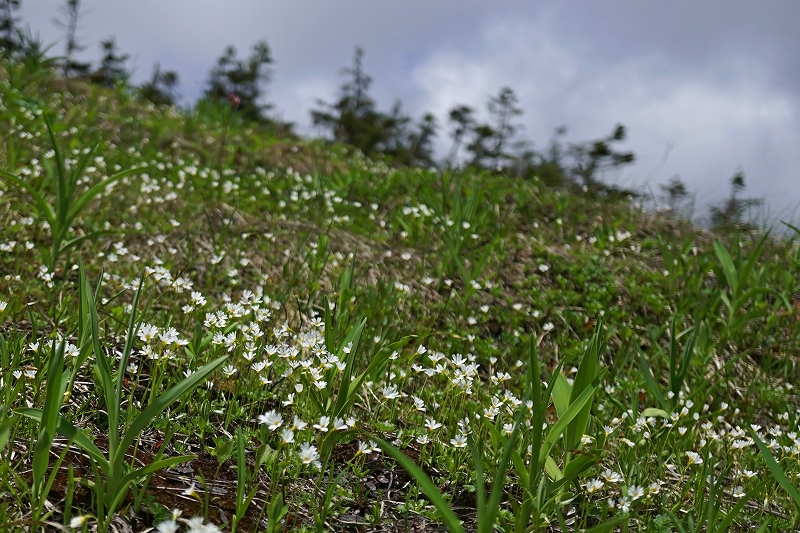 hinazakura104m.jpg