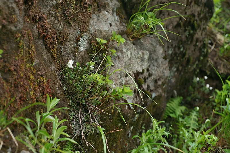 nagabatugazakura320m.jpg