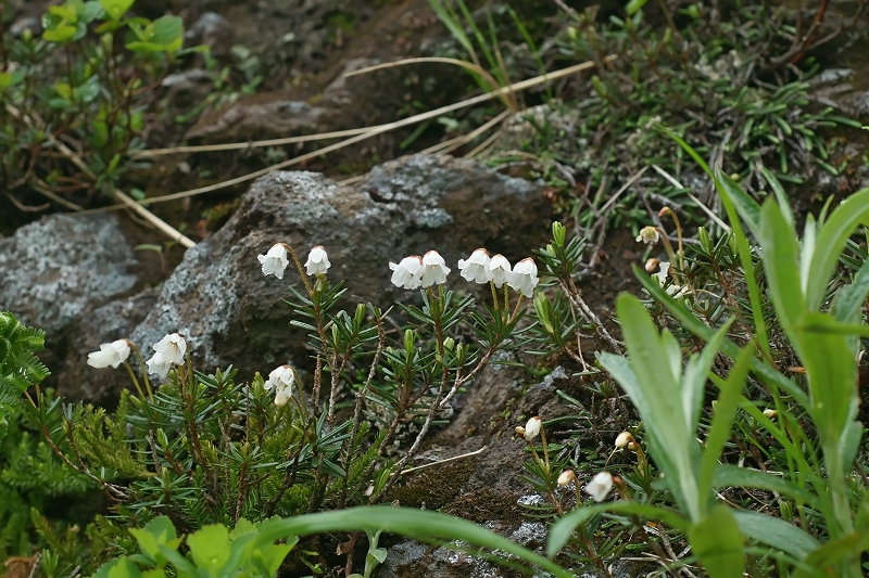 nagabatugazakura339m.jpg