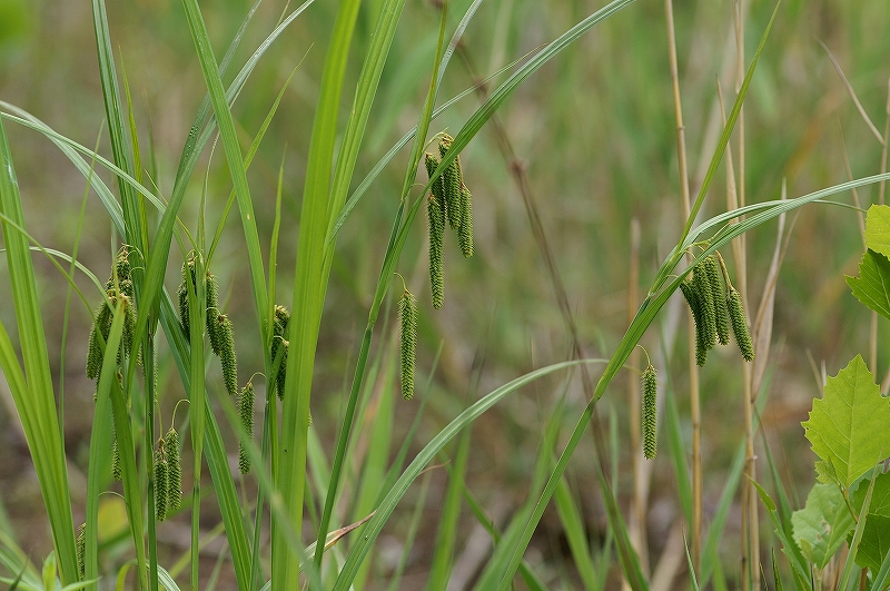 azenarukosuge005.jpg